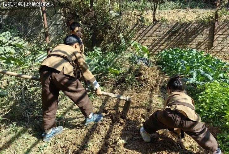 采药技巧与经验分享:从新手到采药达人